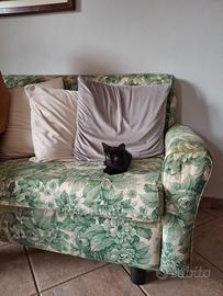 Gattina di due mesi