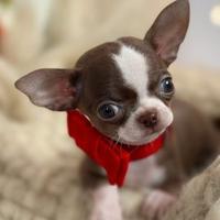 CUCCIOLI di CHIHUAHUA TOY - pagamento in 12 mesi
