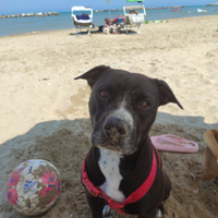 Pitbull per accoppiamento
