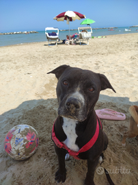 Pitbull per accoppiamento