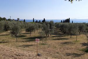 Terreno 3000 mq panoramico facile accesso pianegg