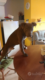 Lo oggi. QPitbull blu nose