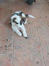 Cuccioli appena svezzati