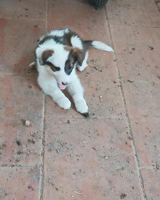 Cuccioli appena svezzati