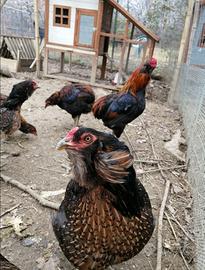 ? Grünleger Araucana Olivegger - Azzurre Verdi