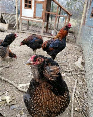 Uo diGrünleger Araucana Olivegger - Azzurre Verdi