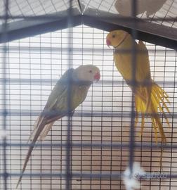Parrocchetti dal collare