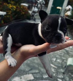 Cuccioli di bulldog francese