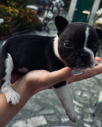 Cuccioli di bulldog francese