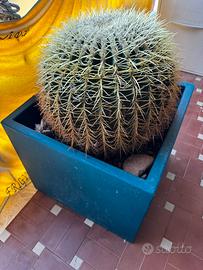 cactus e vaso serralunga resina
