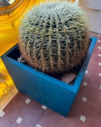 cactus e vaso serralunga resina