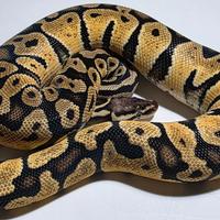 Pastel het ghost