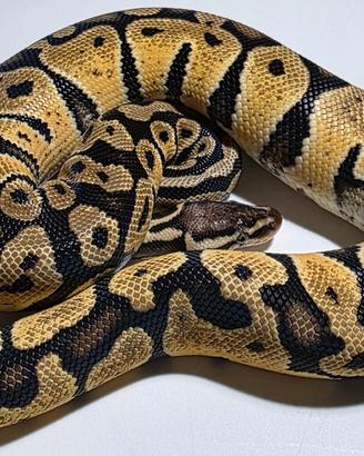 Pastel het ghost