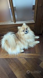 Volpino di Pomerania