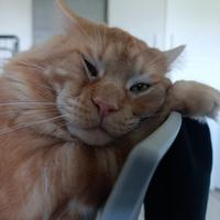 Maine coon XX Ldi 2 anni per monta