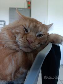 Maine coon XX Ldi 2 anni per monta