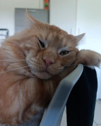Maine coon XX Ldi 2 anni per monta