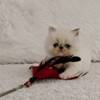 Cuccioli persiani
