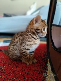 Gatto bengala