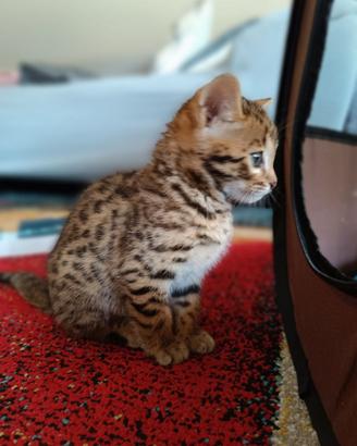 Gatto bengala
