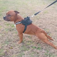 PER MONTA Staffordshire Bull Terrier-Staffy