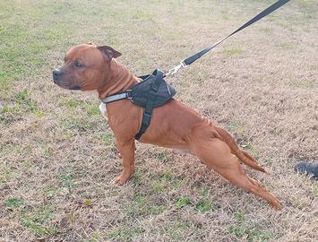 PER MONTA Staffordshire Bull Terrier-Staffy