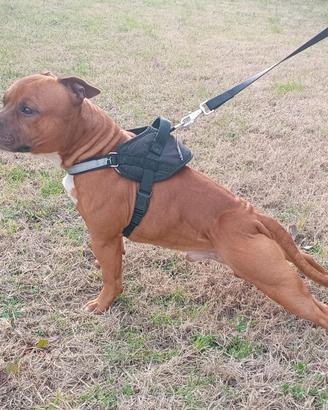 Staffordshire Bull Terrier-Staffy PER MONTA