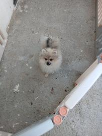 Spitz di pomerania