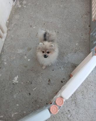 Spitz di pomerania