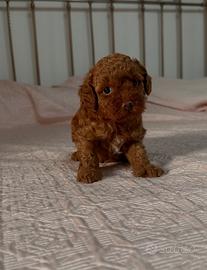 Cuccioli barboncini Toy mini