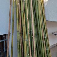 Canne bamboo