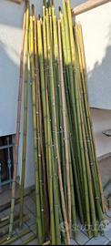 Canne bamboo