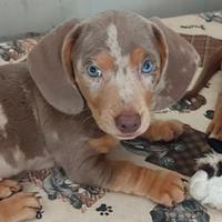 Cuccioli di bassotto nano