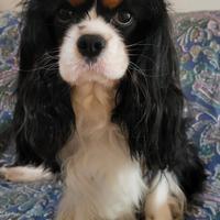 Cavalier king monta