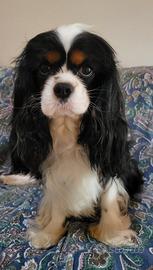 Cavalier king monta
