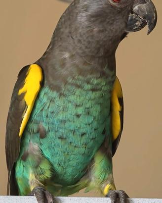 Poicephalus meyeri