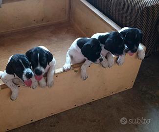 Cuccioli di Pointer Inglese