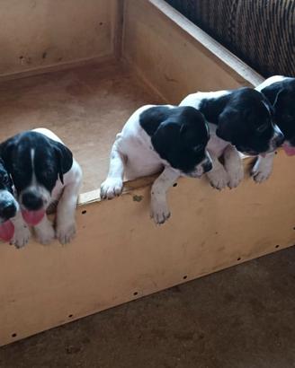 Cuccioli di Pointer Inglese