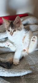 Maine coon