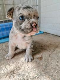 Cuccioli Bulldog francese