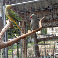 Parrocchetti dal collare