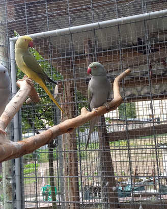 Parrocchetti dal collare