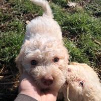 Cuccioli di lagotto romagnolo con pedigree