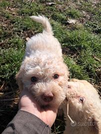 Cuccioli di lagotto romagnolo con pedigree