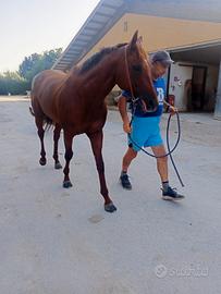 Cavallo purosangue inglese 8 anni a Pisa