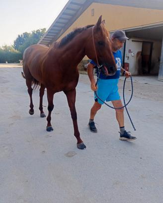 Cavallo purosangue inglese 8 anni a Pisa