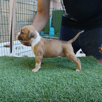Amstaff cuccioli