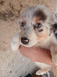 Cuccioli Pastore australiano