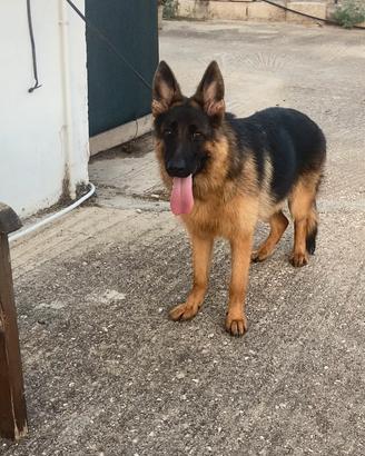 Cucciolona pastore tedesco pelo corto 9 mesi