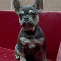 Bulldog francese Lilac